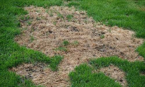How to repair grass damaged by dog urine