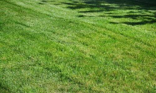 When Should I Fertilize My Lawn?