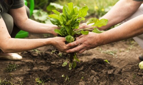 Preparing Garden Beds for Spring