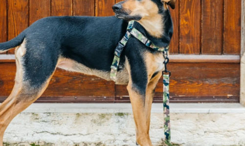 How to Leash Train a Puppy