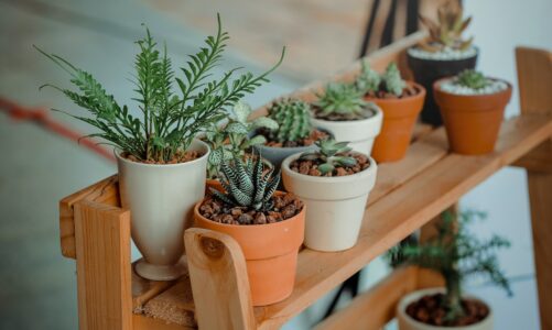 Luckiest Plants That Every Zodiac Sign Needs to Have