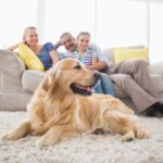 9 Simple Steps to Creating a Dog-Friendly Setting