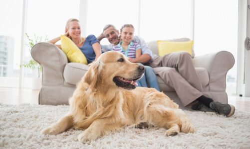 9 Simple Steps to Creating a Dog-Friendly Setting