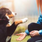 Can You Use Toys as Rewards in Dog Training?
