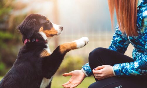Can You Use Toys as Rewards in Dog Training?