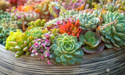 Is Too Much Sun Bad For Succulents – 2024 Guide