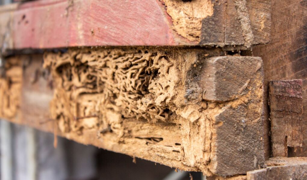 What Is the Fastest Way to Get Rid of Termites – 2022 Guide