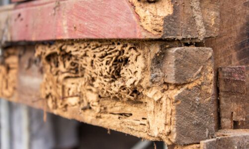 What Is the Fastest Way to Get Rid of Termites – 2023 Guide