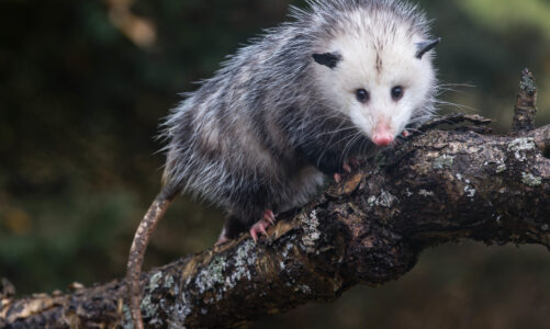 Possums in Mythology and Folklore Around the World