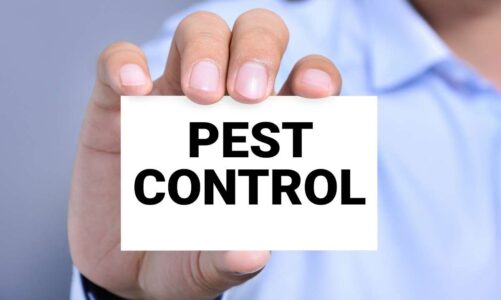 Pest Control Made Easy: Simple Tricks for a Pest-Free Home