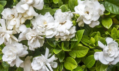 The Aromatic Haven: Cultivating a Fragrant Flower Garden