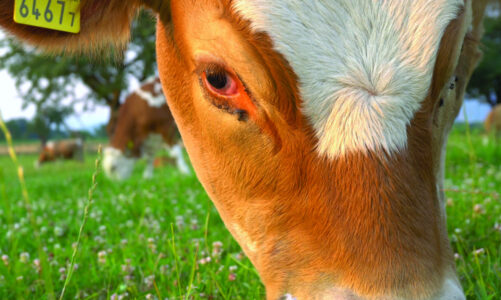 Tagging Transformation: Modernizing Livestock Identification for Cows