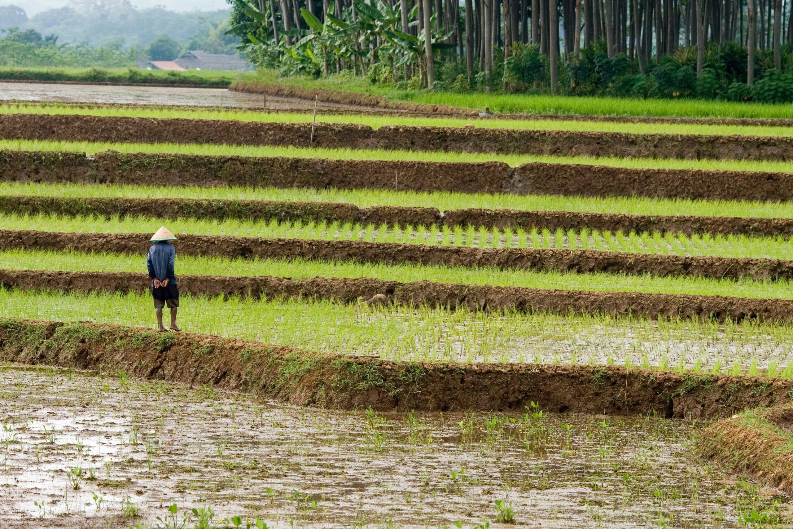 A lone farmer in a traditional hat standing in green rice terraces under a cloudy sky